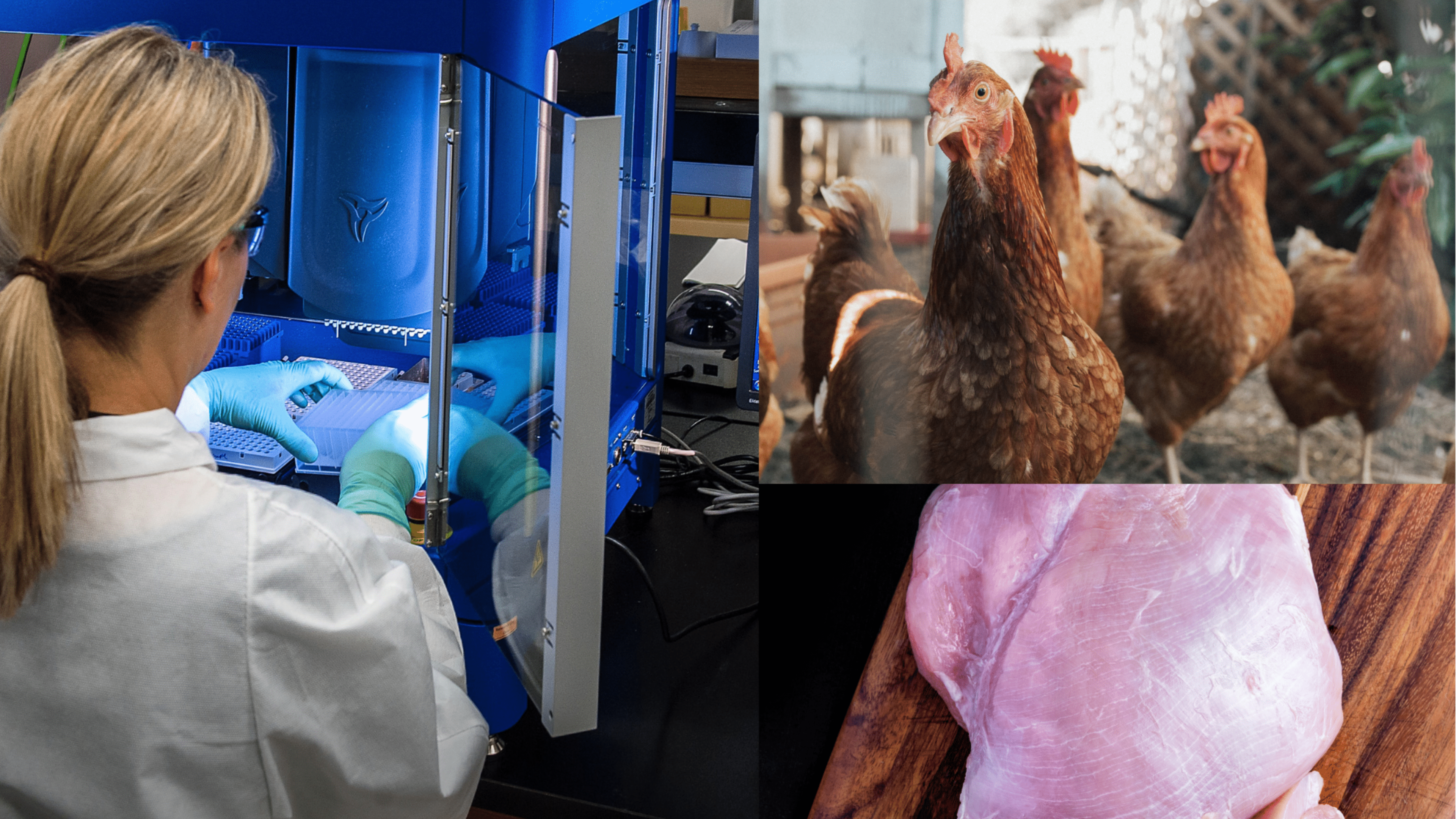 Lab-grown chicken